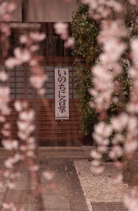 桜 (460x700).jpg