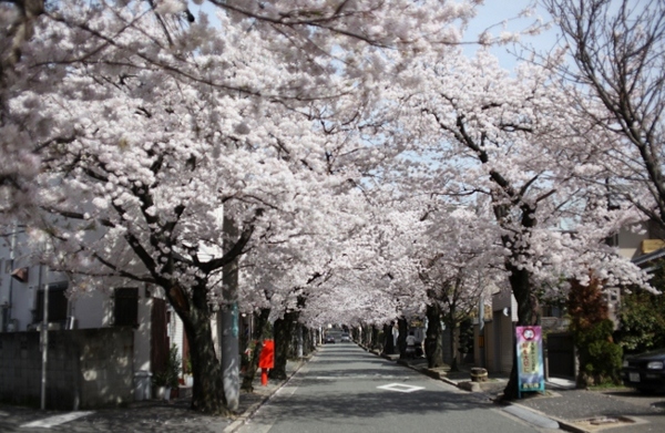 桜のトンネル3 (640x418).jpg