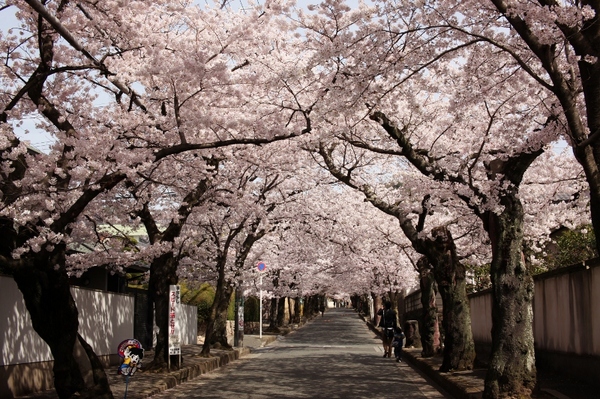 箕面桜のトンネル1 (800x533).jpg