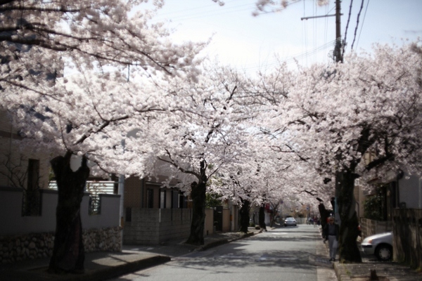 箕面桜のトンネル6 (640x427).jpg